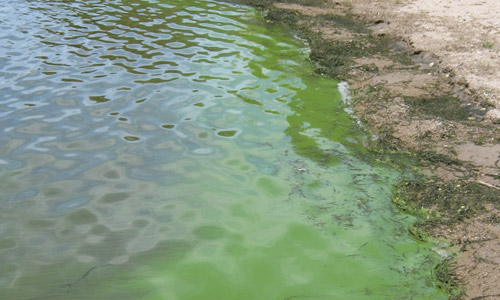 green-water-rotorua